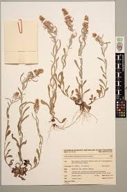 Image result for Vellereophyton dealbatum