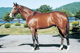 メイショウドトウと対戦経験がある馬がモデルのウマ娘 ※太字の競走名はメイショウドトウが先着したレース。 2歳上(1994年生まれ) マチカネフクキタル(ウマ娘)：'00金鯱賞、'00宝塚記念 1歳上(1995年生まれ) グラスワンダー(ウマ娘)：'00宝塚記念 ãƒ¡ã‚¤ã‚·ãƒ§ã‚¦ãƒ‰ãƒˆã‚¦ Ire Jbisã‚µãƒ¼ãƒ Jbis Search