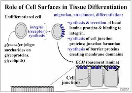 In general, long stretches of the plasma membranes of neighboring plant cells cannot touch one another. 17 6 How Cells Are Held Together And How They Communicate Biology Libretexts