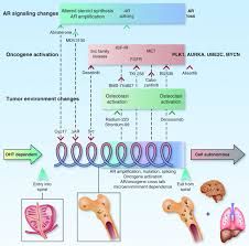 Continue shopping your session is about to timeout due to inactivity. Molecular Classification Of Prostate Cancer Progression Foundation For Marker Driven Treatment Of Prostate Cancer Cancer Discovery