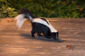 They are not the best tool for exterminating existing infestations. Removing Skunk Smell From House Thriftyfun