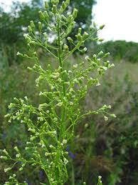 Image result for Conyza