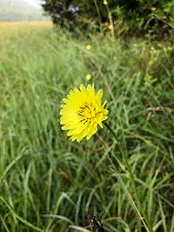 Image result for Thecacoris