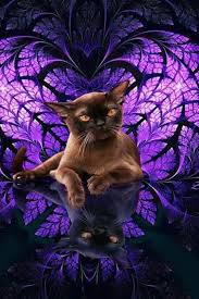 pin by veselin on cat and dog cats dog cat animals