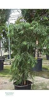 Weeping podocarpus for wedding bouquets. Podocarpus Gracilor