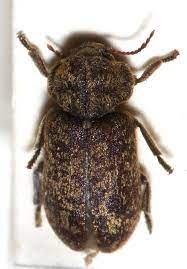 In the photo, the sitotroga cerelella adult, pupa, larva and grain with emergence window. Deathwatch Beetle Wikipedia