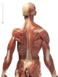 Welcome to innerbody.com, a free educational resource for learning about human anatomy and physiology. Anatomytools