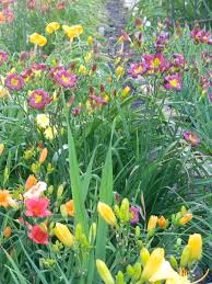 Pin On Daylilies
