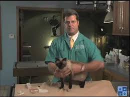 Recognizing and preventing 6 cat eye problems. How To Apply Eye Drops Or Ointment To Your Cat S Eyes Youtube