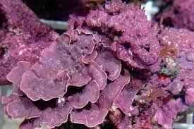 We did not find results for: Everything About Coralline Algae Shrimp And Snail Breeder
