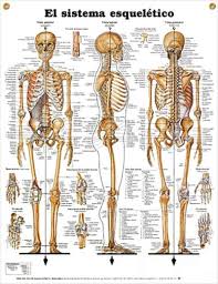 May 31, 2021 reading time: Skeletal El Sistema Esqueletico Spanish Espanol Anatomy Poster Shows Anterior Lateral And Human Skeleton Anatomy Human Skeletal System Human Bones Anatomy