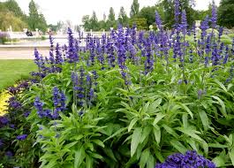 This species is the most commonly seen variety along roadsides and in pastures throughout the state. Salvia How To Plant Grow And Care For Salvia Flowers Sage The Old Farmer S Almanac