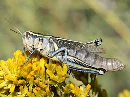 Image result for Philenoptera bussei