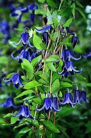 Pin On Clematis For Sale