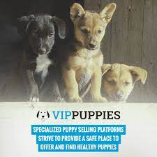 How To Sell Puppies Online – Top Platforms And Selling Tips!
