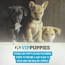 Puppies for sale near florida your search returned the following puppies for sale. How To Sell Puppies Online Top Platforms And Selling Tips