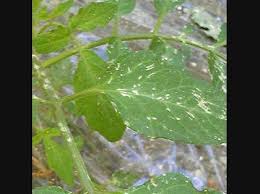 トマトの葉 茎に白い模様がでています トマトの葉 茎に白い模様 ガーデニング 家庭菜園 教えて Goo