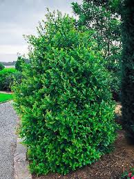 All 15 carolina laurel cherry shrubs arrived in excellent condition and to my delight they were bigger than i expected. Shop Dwarf Carolina Cherry Laurel Online The Tree Center
