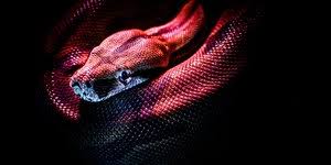 Mimpi melihat ular besar itu berkaitan erat dengan rasa tanggung jawab, karena menurut seorang ahli makna mimpi dililit ular putih di leher adalah apa yang anda lakukan di masa lampau ternyata dapat menjadi. Kenali Arti Mimpi Digigit Ular Bagi Orang Yang Sudah Menikah Serta Di Kaki Kanan Dan Kiri Diadona Id