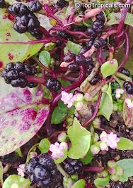 Image result for Basella