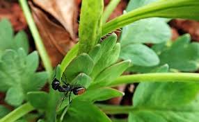 Die meisten ameisen im garten bevorzugen zum nestbau sonnige und trockene stellen unter steinen, in. Ameisen Bekampfen Hausmittel Tipps Frag Mutti