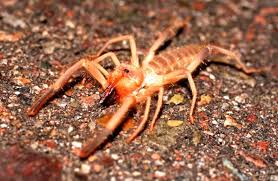 There are more than 1.000 species of camel spider that can be camel spider chops its victim into small pieces and uses digestive enzymes to turn them into liquid. Camel Spider Description Habitat Image Diet And Interesting Facts