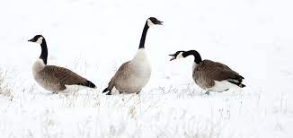 Canada goose) ist eine vogelart aus der familie der entenvögel (anatidae) und gilt als die weltweit am häufigsten vorkommende gans. Vogelportrat Kanadagans Nabu