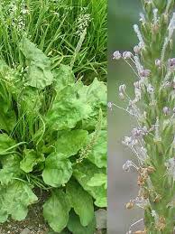 中標津で見つけた植物 オオバコ