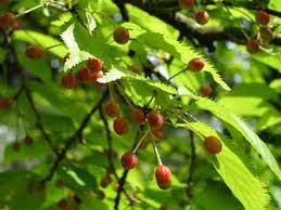 Commonly called black cherry or wild cherry, the twigs and leaves of the trees are the source of the poison. Wild Cherry Planting Pruning Care And Harvest Of The Wild Cherries