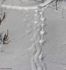 Maybe you would like to learn more about one of these? Porcupine Tracks In Deep Snow Photo Larose Forest Photos Photos At Pbase Com