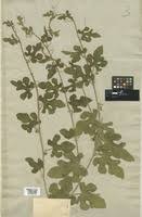 Image result for Cucumis zeyheri