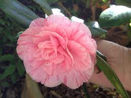 Camellia Japonica Carter S Sunburst In My Garden 11 8 13 Flower Photos Flower Decorations Camellia
