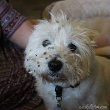 Spray on cooking spray or detangler as needed while you work. Barking From The Bayou