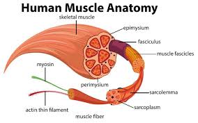 The top half of the. Human Muscle Anatomy Diagram Download Free Vectors Clipart Graphics Vector Art