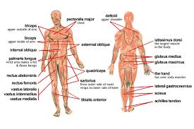 Click on the name of a the muscles labelled in the anterior muscles diagram shown above are listed in bold in the following table Meet Some Muscles Science Learning Hub
