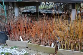 You can hold the seeds this way for an extended period of time. Easy Winter Time Plant Propagation That You Can Do At Home Mike S Backyard Nursery