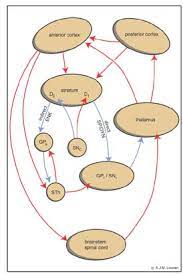 Schematic Representation Of Extrapyramidal System With Direct And Download Scientific Diagram