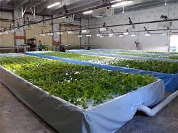 Commercial Aquaponic Systems From Nelson And Pade Aquaponics Aquaponics System Aquaponics Greenhouse