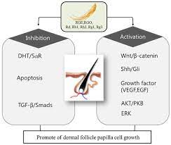 Dermal papilla cells (dpcs) play a key role in hair growth among the various cell types in hair follicles. Ijms Free Full Text Hair Growth Potential Of Ginseng And Its Major Metabolites A Review On Its Molecular Mechanisms Html