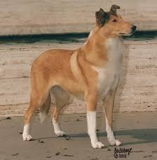 Standard, bronze, silver, gold, and platinum. Collie Club Of America Homepage Cca