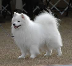 Miniature Black American Eskimo Dog Do American Eskimos Really Smile I Love This Picture That Proves They Do Miniature American Eskimo American Eskimo Dog Eskimo Dog