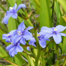 Image result for Aristea angolensis