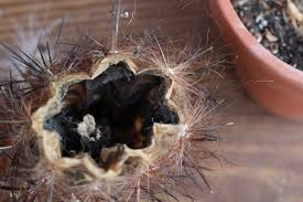 Cacti have fibrous roots and are adapted to arid (it may not have been the case but that's what i believe) and it has turned thin and unproportioned at the top. What Happened To My Cactus The Houseplant Guru