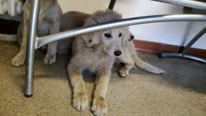 A seguito di una segnalazione, le guardie zoofile oipa di milano hanno effettuato numerosi sopralluoghi presso un'abitazione privata in un comune nella provincia sud di milano. Animali Tre Cuccioli Abbandonati A Empoli