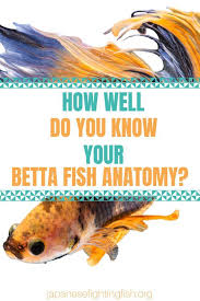 Betta Fish Anatomy Inside And Out Betta Fish Fish Anatomy Betta