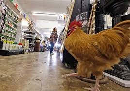 Provide customers with the experience of shopping in a small neighborhood hardware store of years ago. Rooster At Dallas Hardware Store Popular Texas Tylerpaper Com