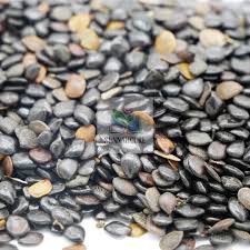 Image result for Sesamum parviflorum