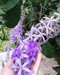 Pin En Petrea Volubilis