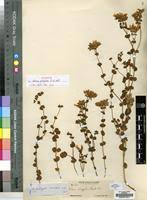 Image result for Sebaea