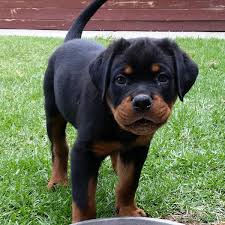 If the pup is kci certified it cost more. Meisterhunde Rottweilers